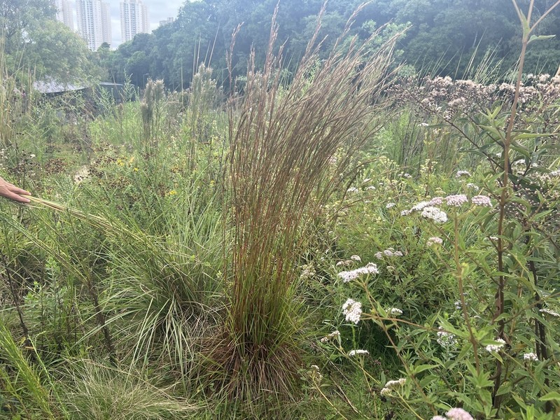 Schizachyrium hatschbachii