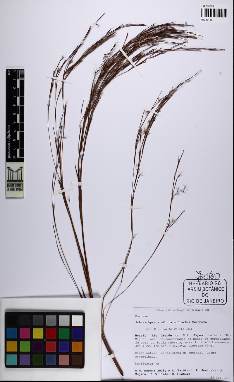 Schizachyrium hatschbachii photo 3