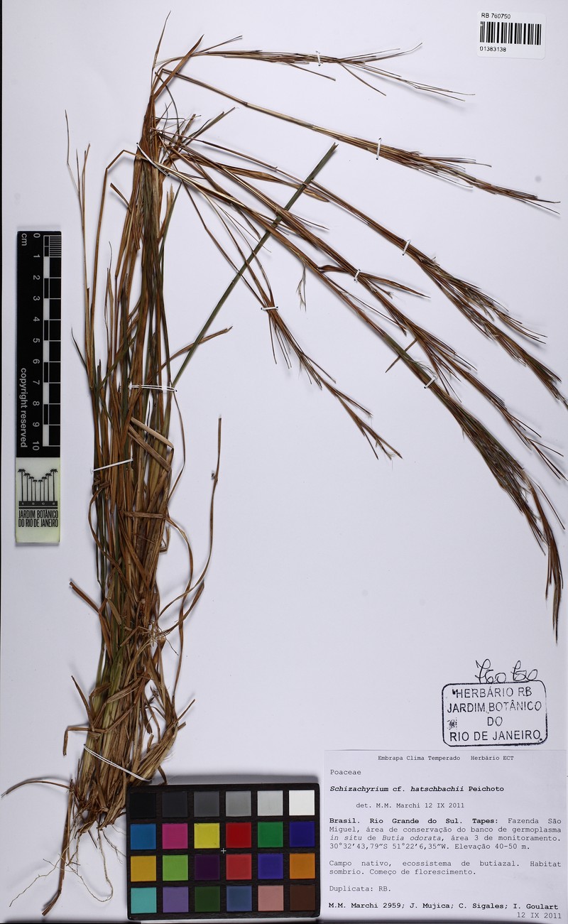 Schizachyrium hatschbachii photo 4