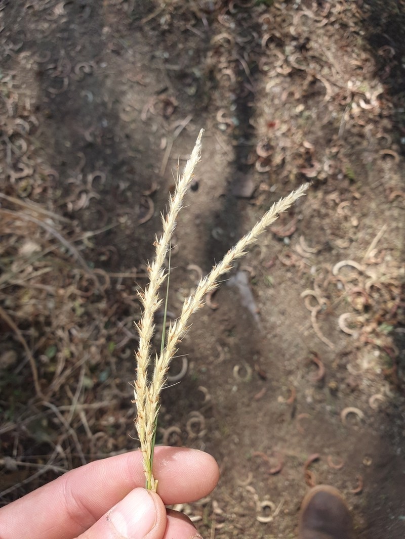 Schizachyrium jeffreysii