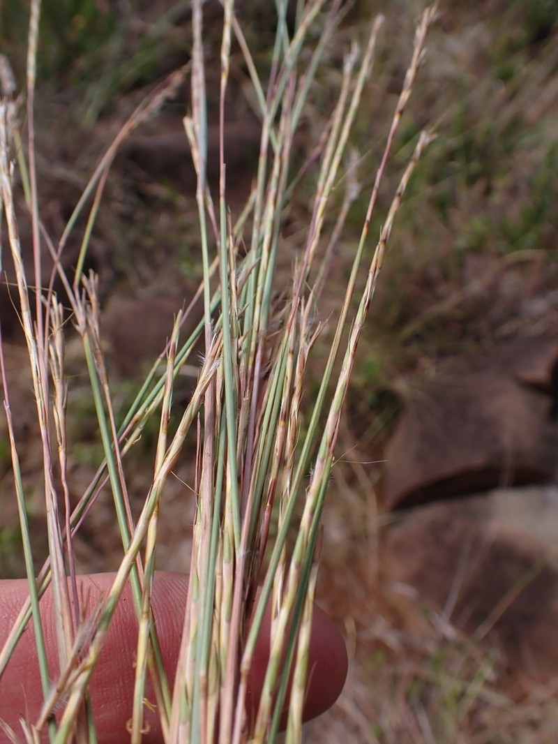 Schizachyrium jeffreysii photo 2