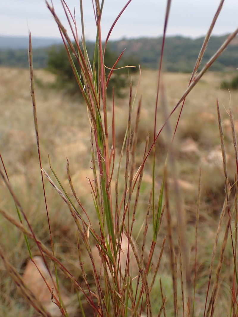 Schizachyrium jeffreysii photo 3