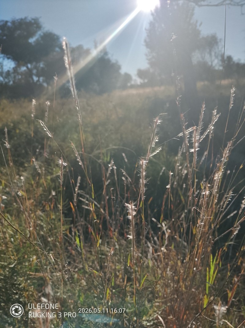 Schizachyrium jeffreysii photo 4