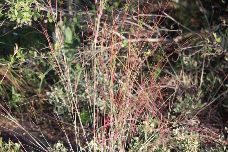 Schizachyrium jeffreysii photo 5