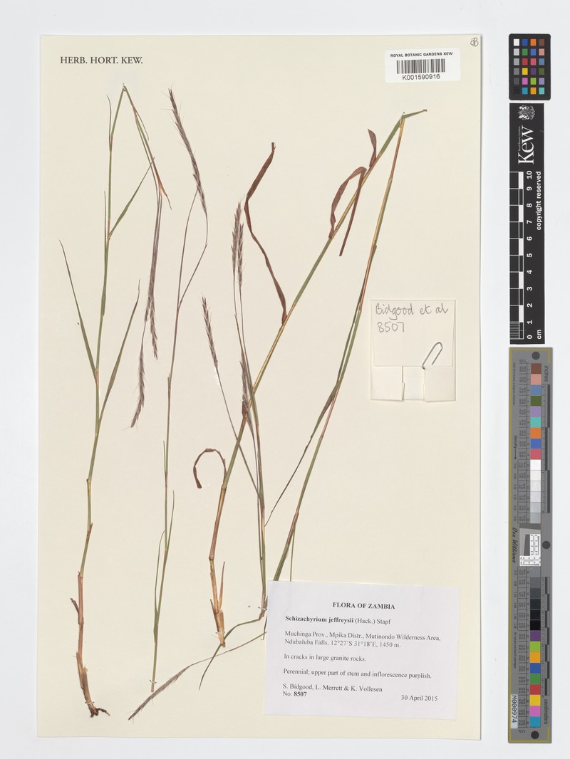 Schizachyrium jeffreysii photo 6