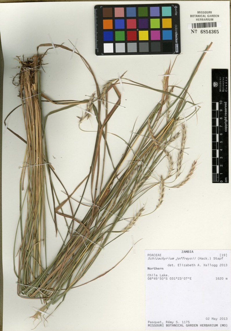 Schizachyrium jeffreysii photo 8