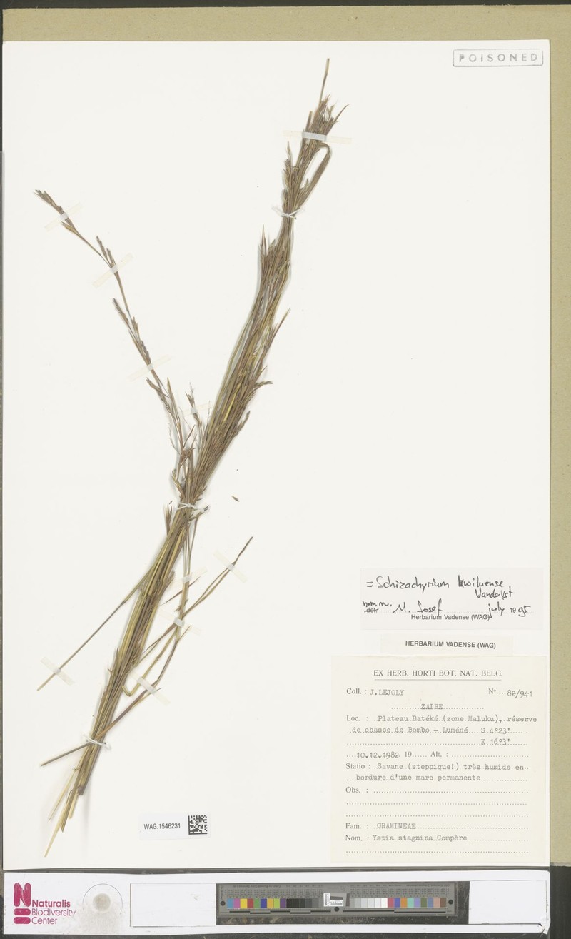 Schizachyrium kwiluense