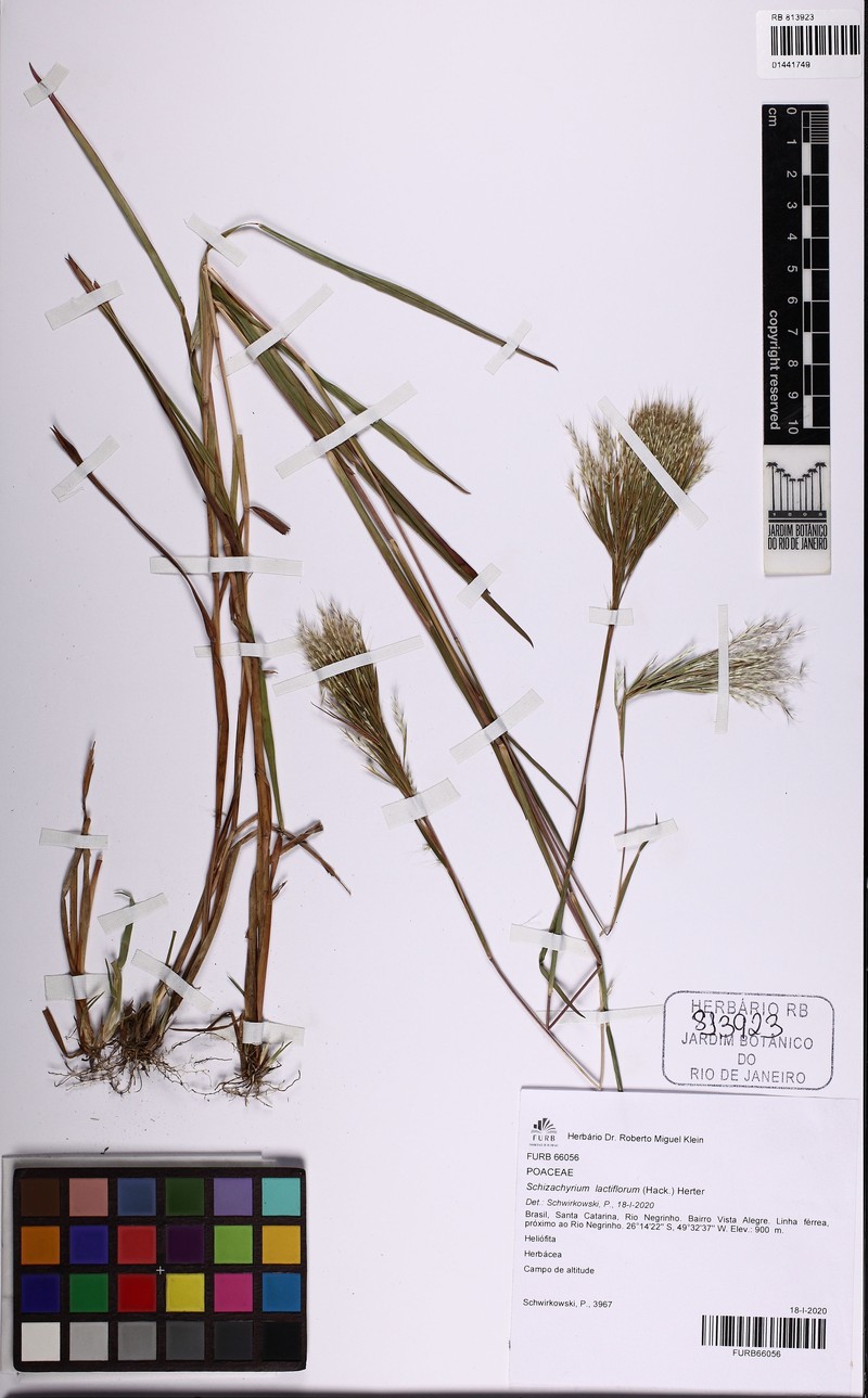 Schizachyrium lactiflorum