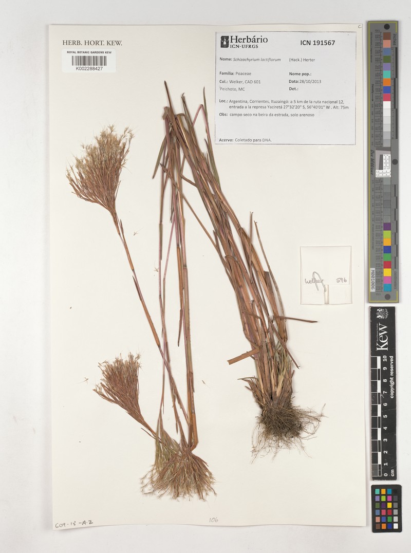 Schizachyrium lactiflorum photo 2