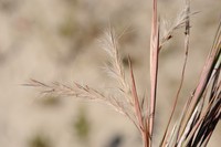 Shore Little Bluestem