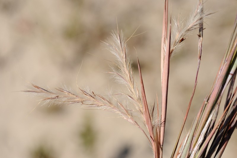 Shore Little Bluestem