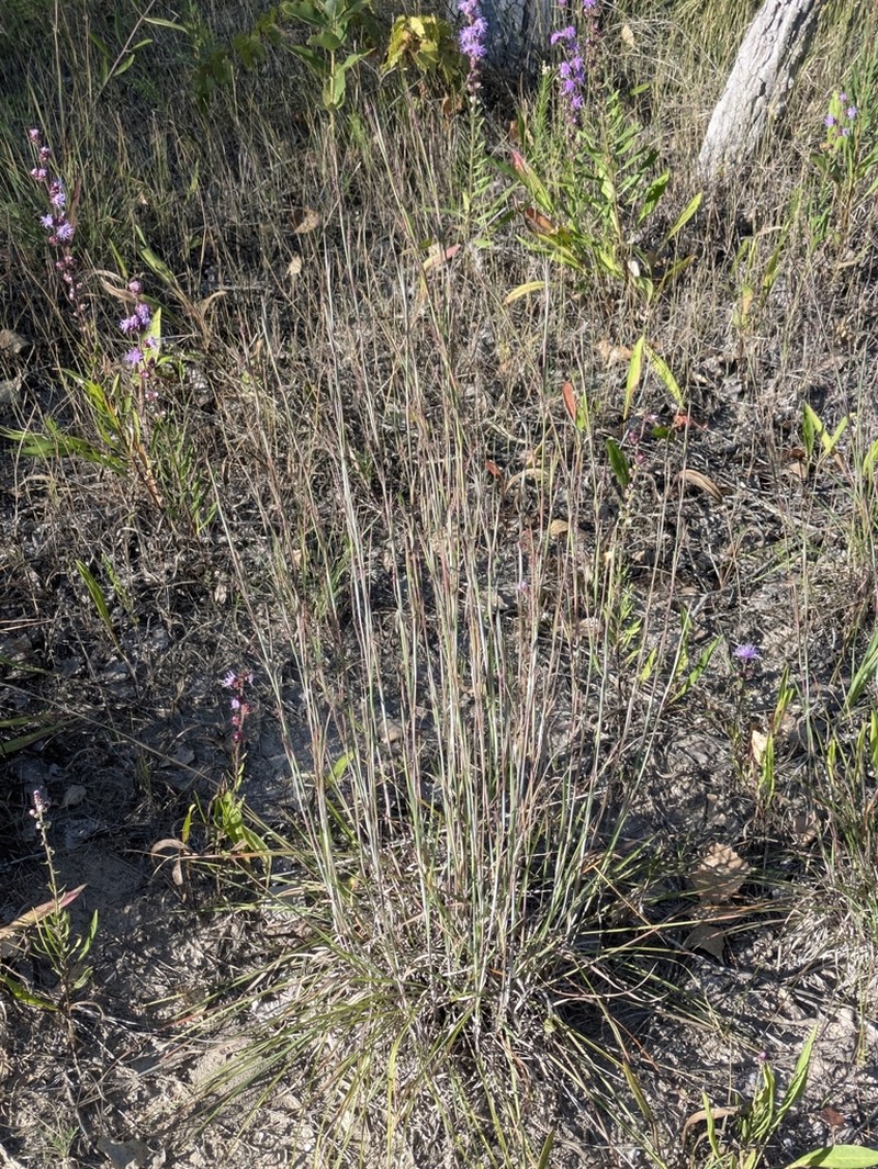 Shore Little Bluestem photo 2
