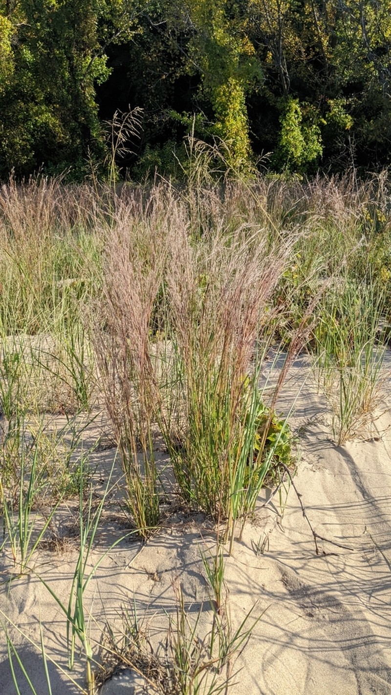 Shore Little Bluestem photo 3