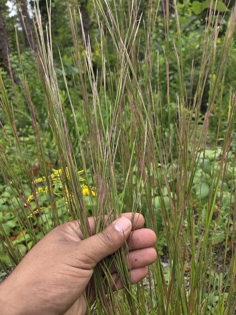 Shore Little Bluestem photo 4
