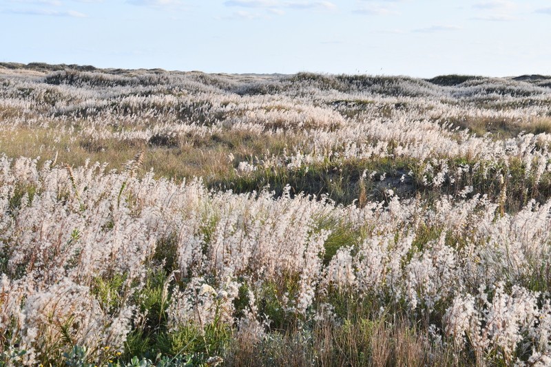 Shore Little Bluestem photo 5