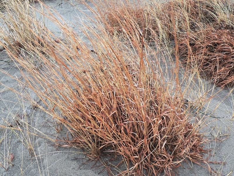 Shore Little Bluestem photo 6