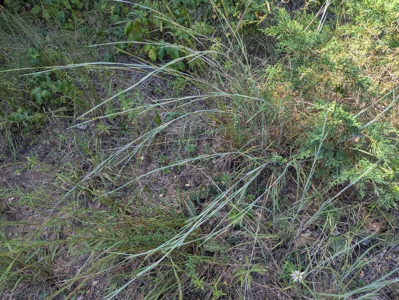 Shore Little Bluestem photo 7