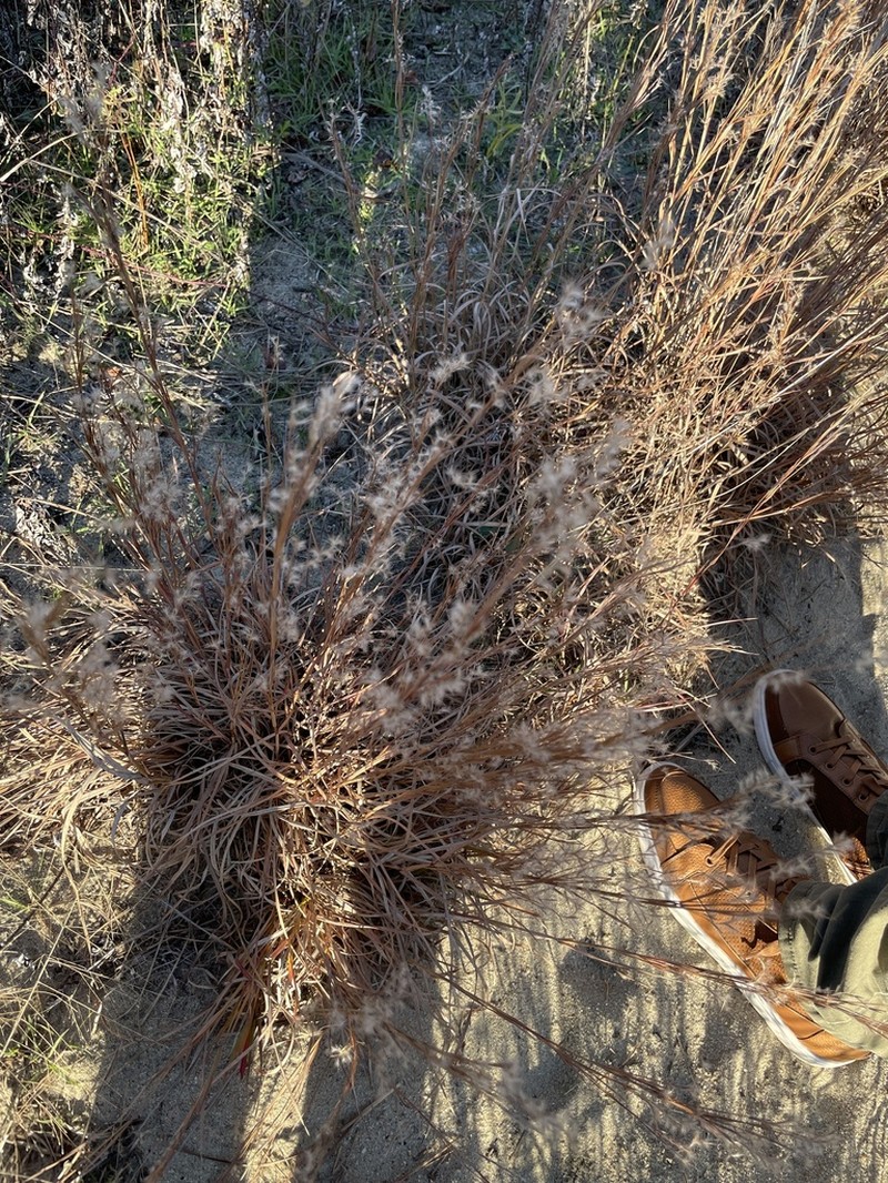 Shore Little Bluestem photo 8