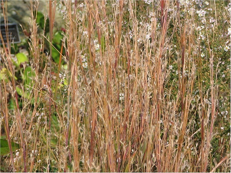 Shore Little Bluestem photo 2
