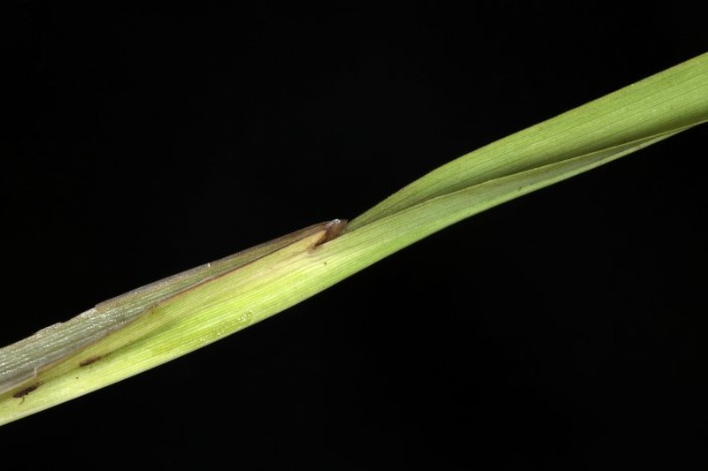 Schizachyrium lomaense