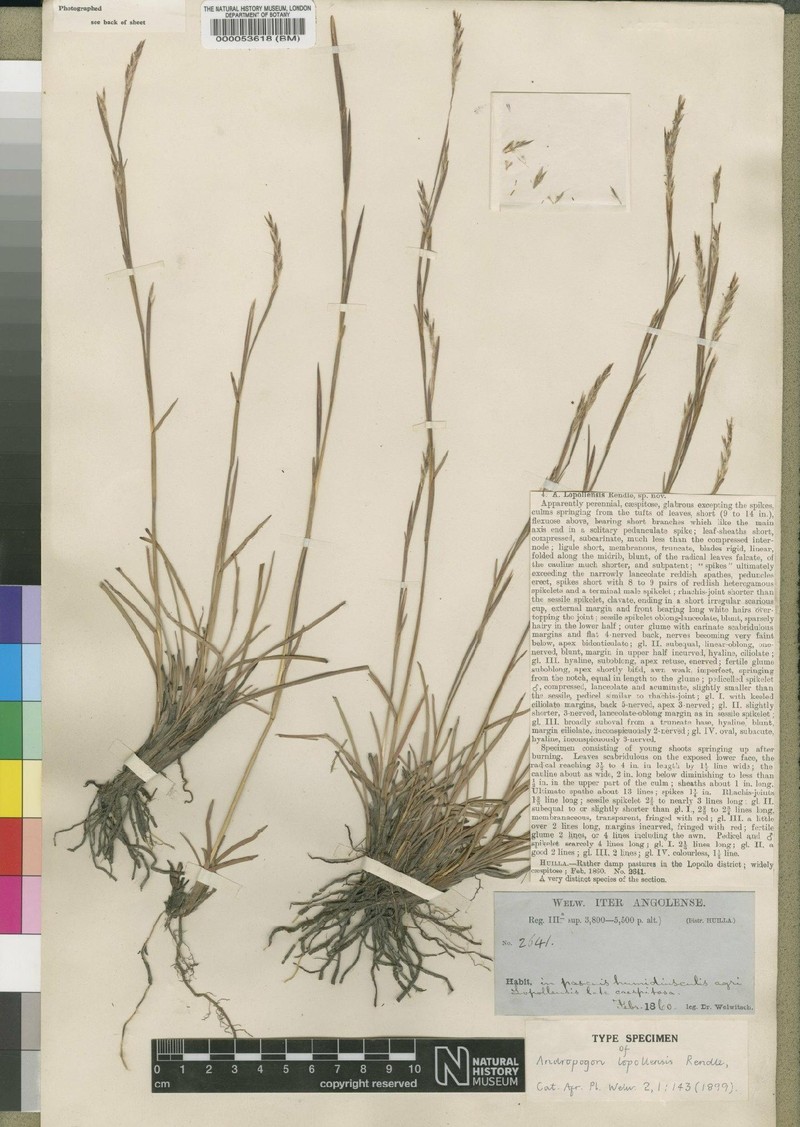 Schizachyrium lopollense