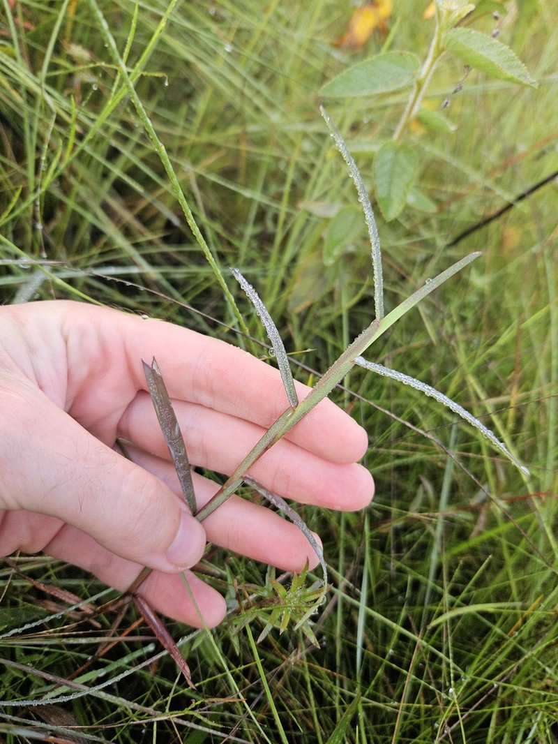 Schizachyrium maclaudii