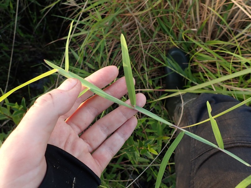 Schizachyrium maclaudii photo 3