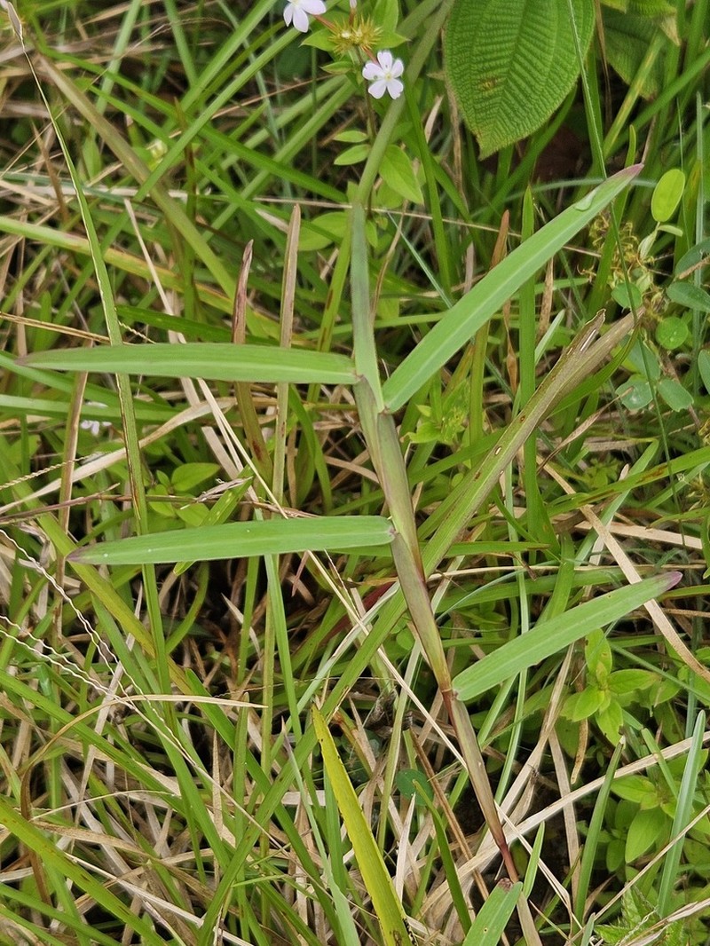 Schizachyrium maclaudii photo 4