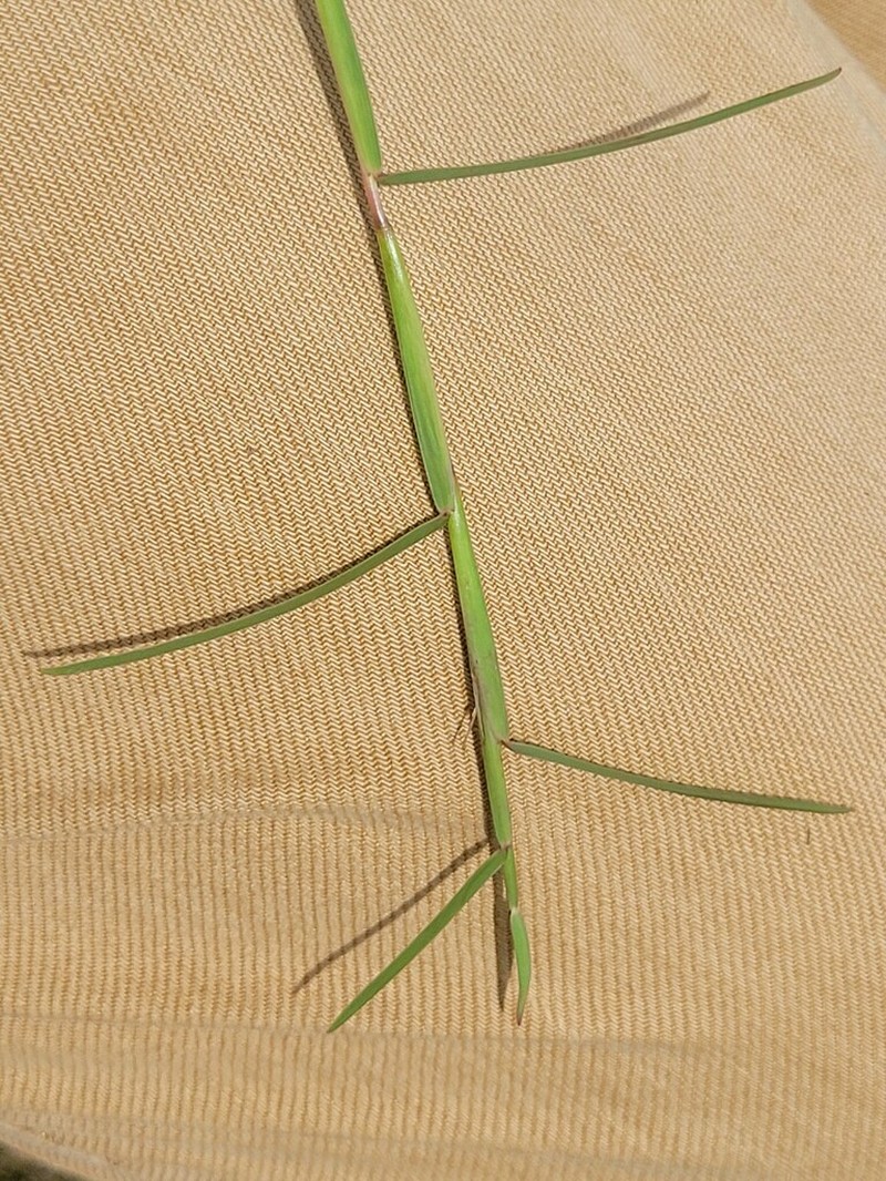 Schizachyrium maclaudii photo 5