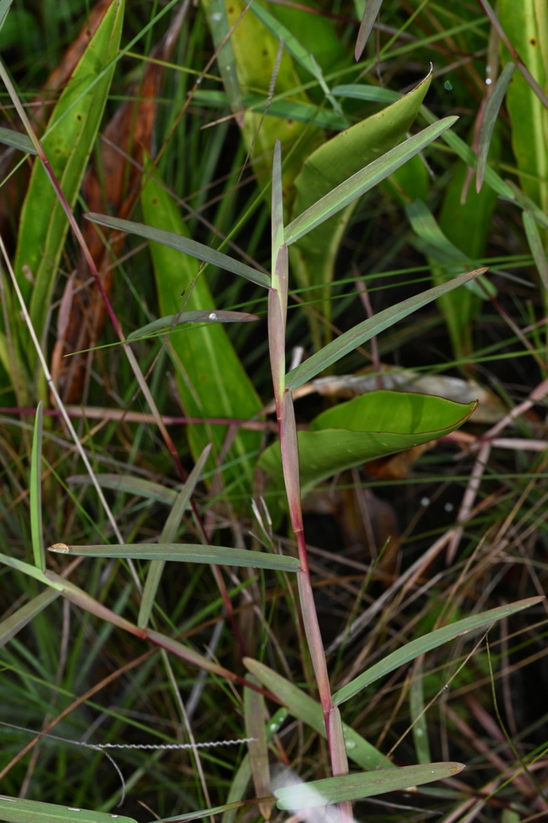 Schizachyrium maclaudii photo 6