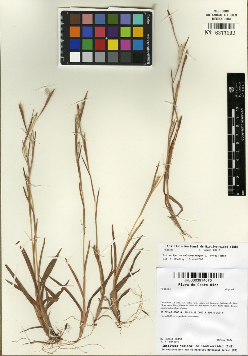 Schizachyrium malacostachyum
