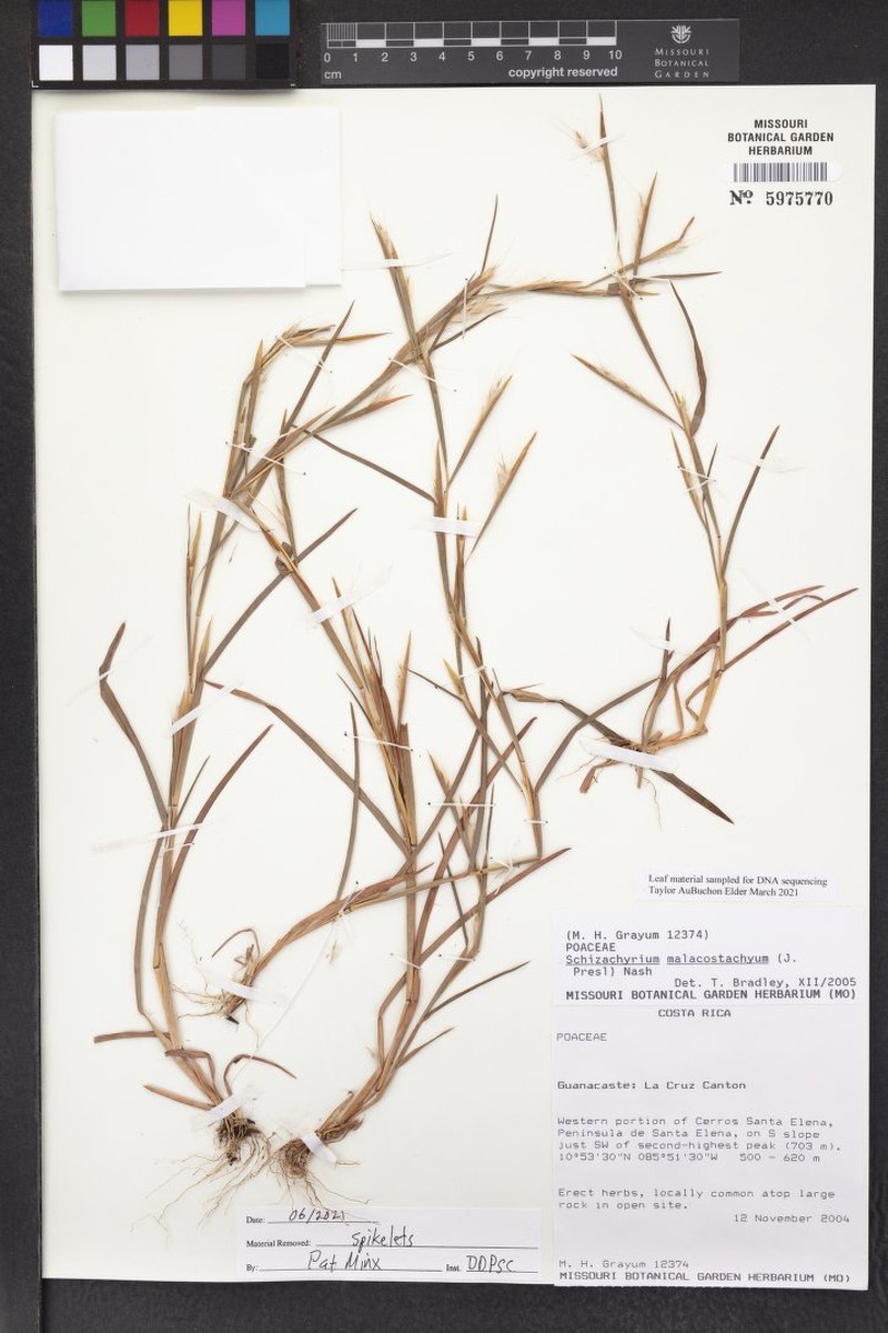 Schizachyrium malacostachyum photo 2