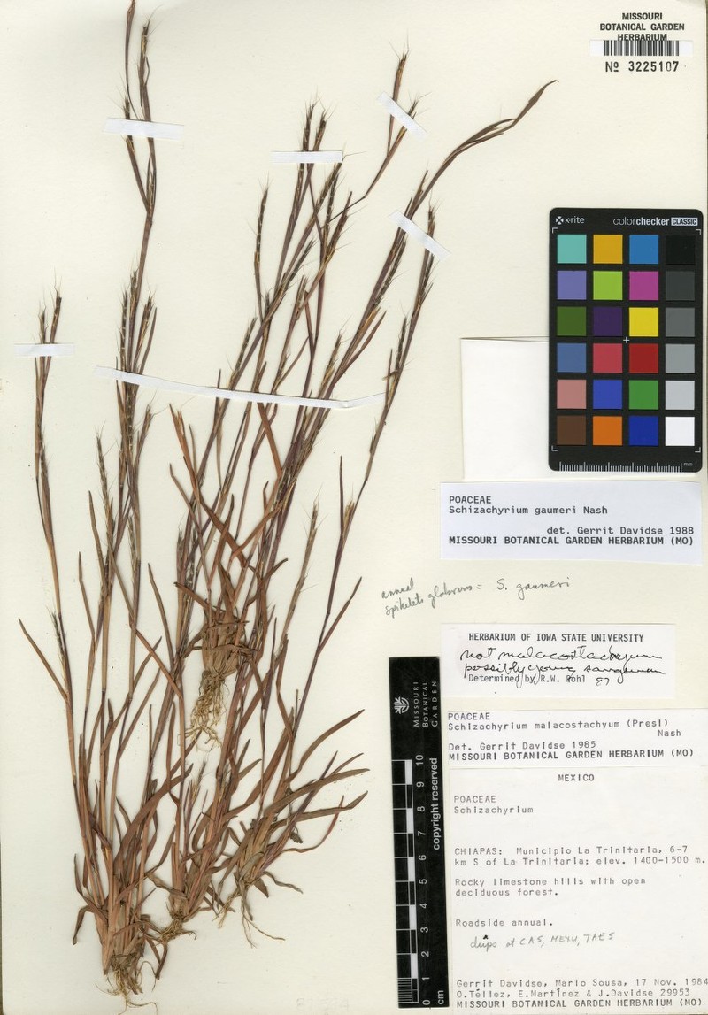 Schizachyrium malacostachyum photo 3