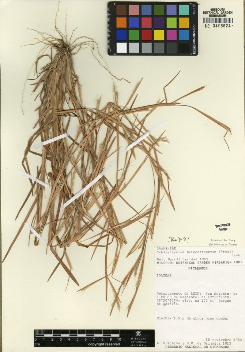 Schizachyrium malacostachyum photo 4