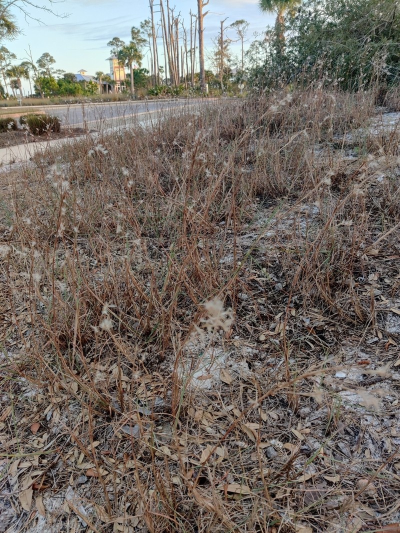 Gulf Bluestem photo 3