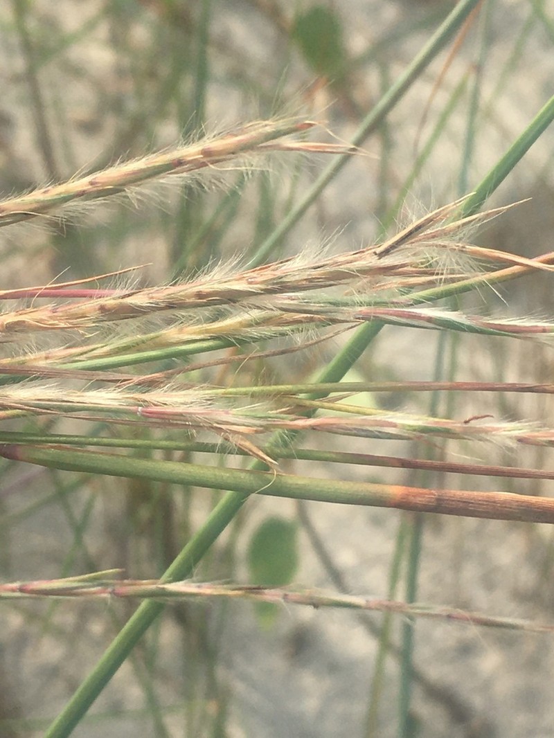 Gulf Bluestem photo 4