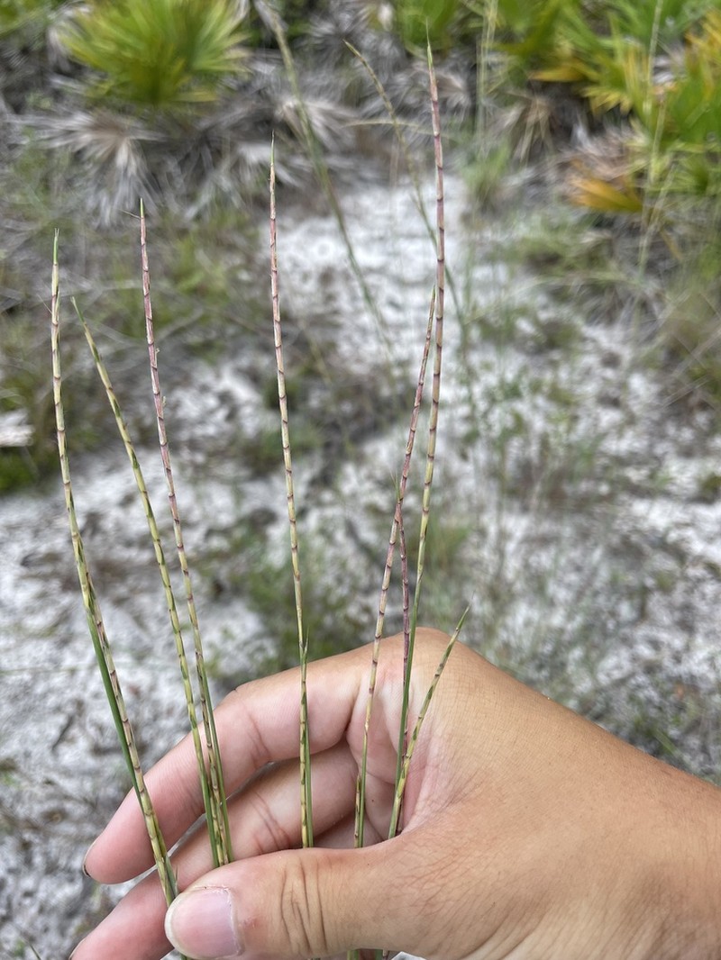 Gulf Bluestem photo 5