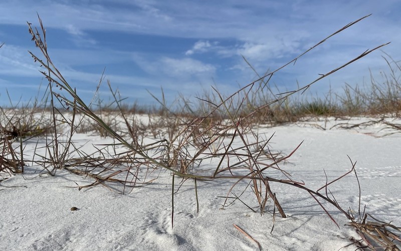 Gulf Bluestem photo 6