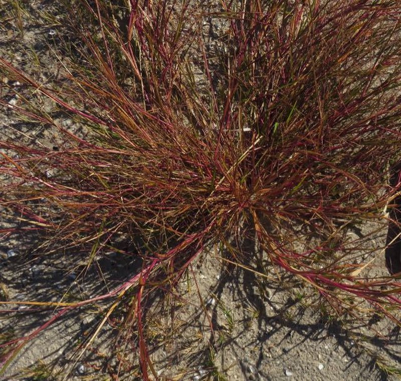 Gulf Bluestem photo 7