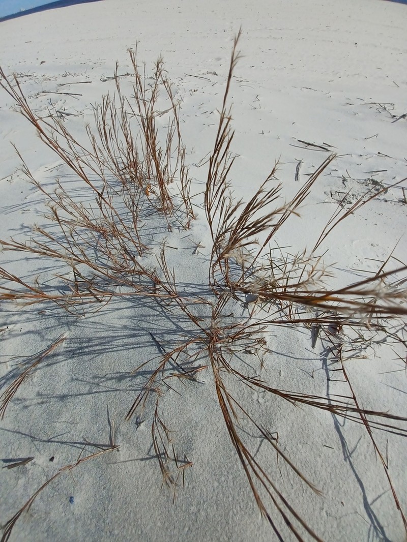 Gulf Bluestem photo 8