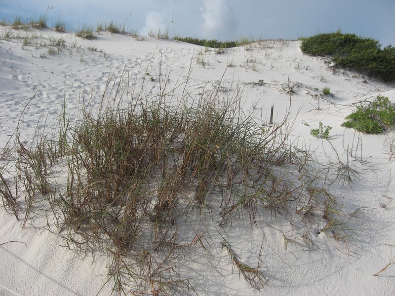 Gulf Bluestem