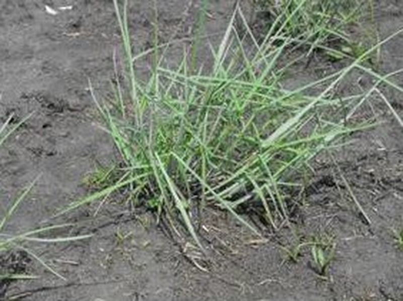 Gulf Bluestem photo 2