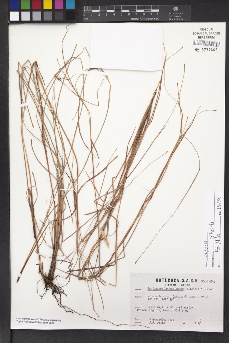 Schizachyrium mexicanum