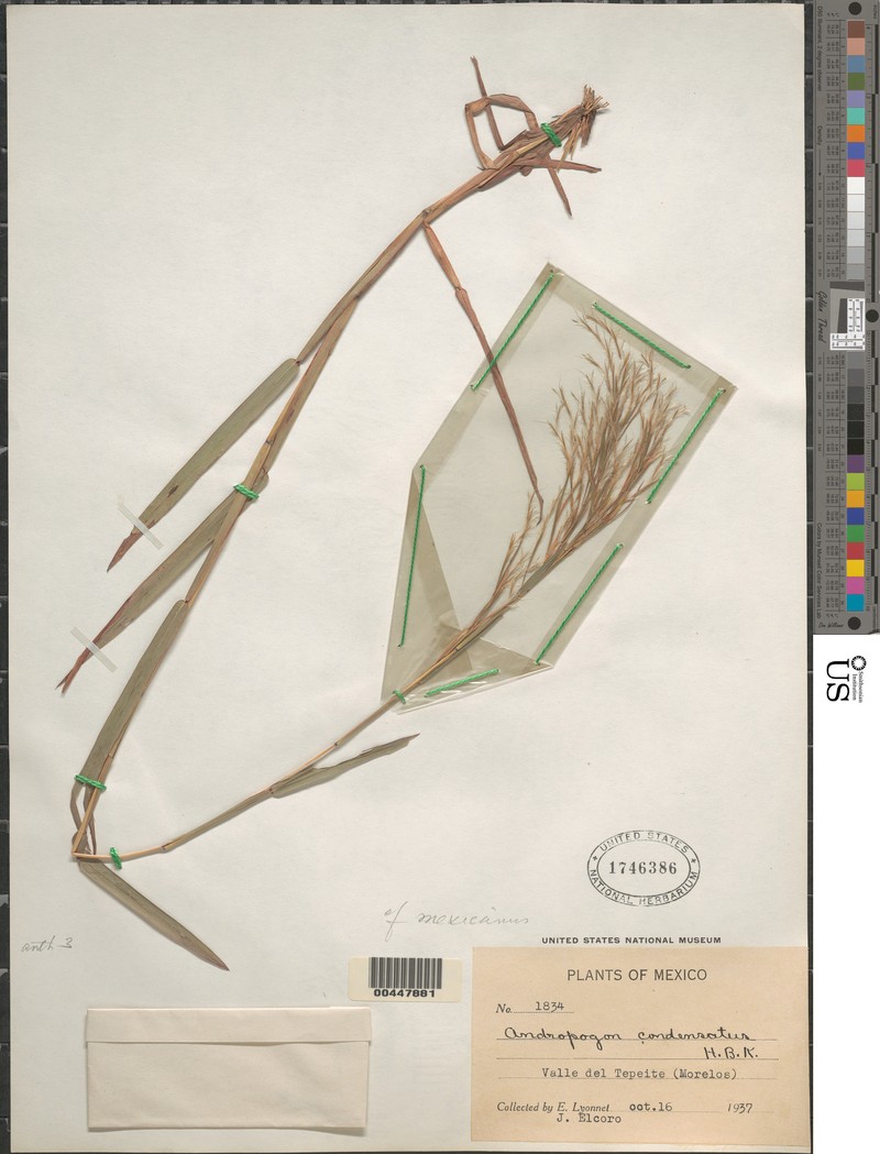 Schizachyrium mexicanum photo 2