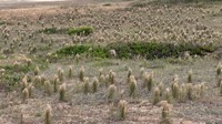 Schizachyrium microstachyum