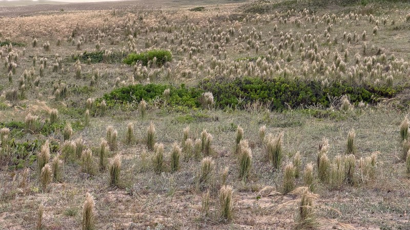 Schizachyrium microstachyum