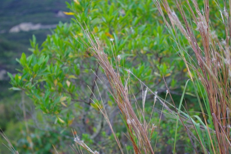 Schizachyrium microstachyum photo 2