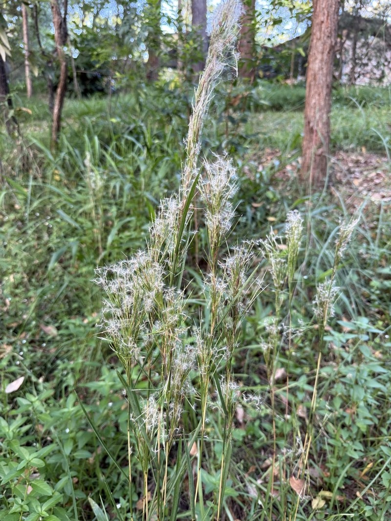 Schizachyrium microstachyum photo 3