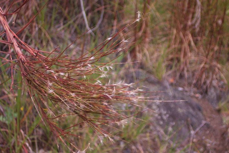 Schizachyrium microstachyum photo 4