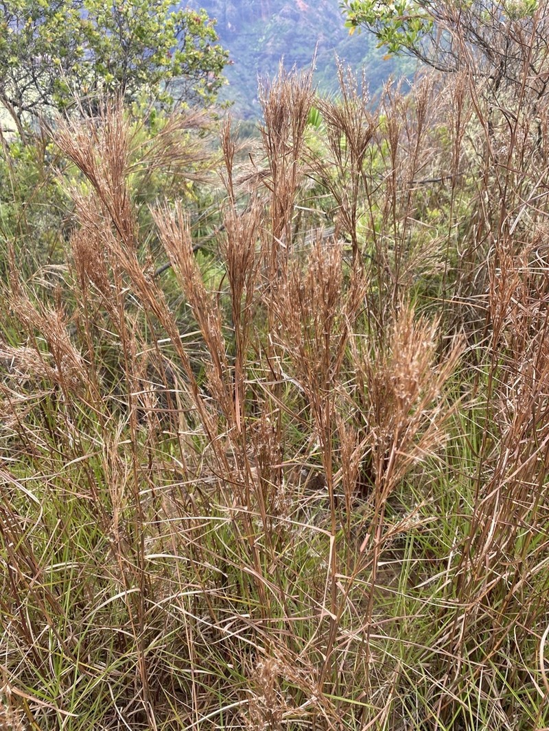 Schizachyrium microstachyum photo 5